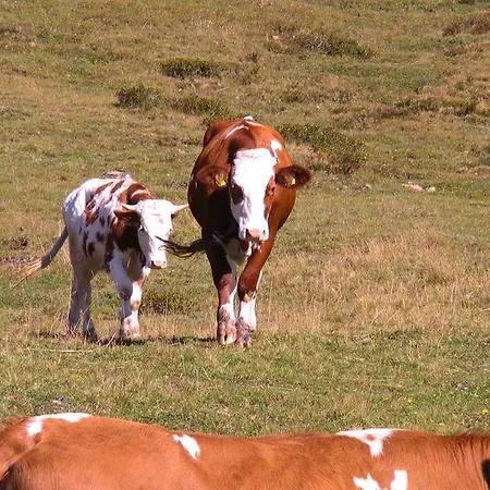Appartamento Appartementhaus Angelika Stumm